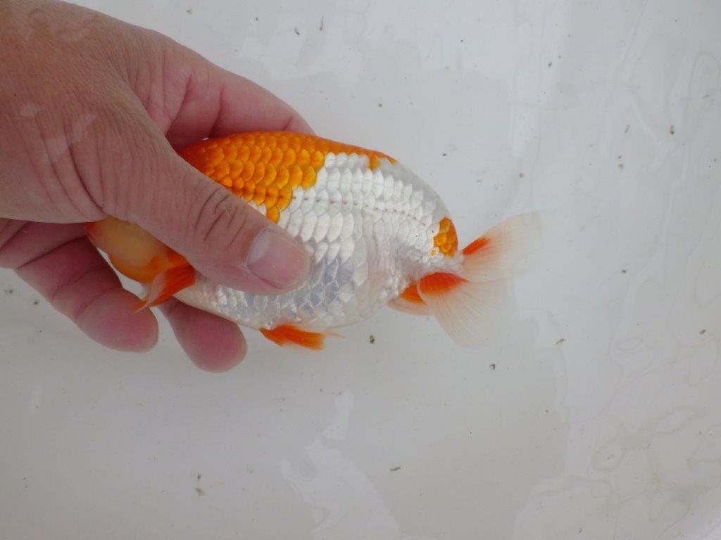 【 愛知超優良系統様】色艶が良く背も綺麗で映える当歳らんちゅう 約15㎝ オス?