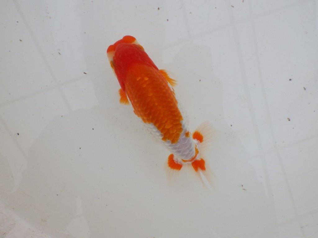 【 愛知超優良系統様】色艶が良く背も綺麗で映える当歳らんちゅう 約15㎝ オス?