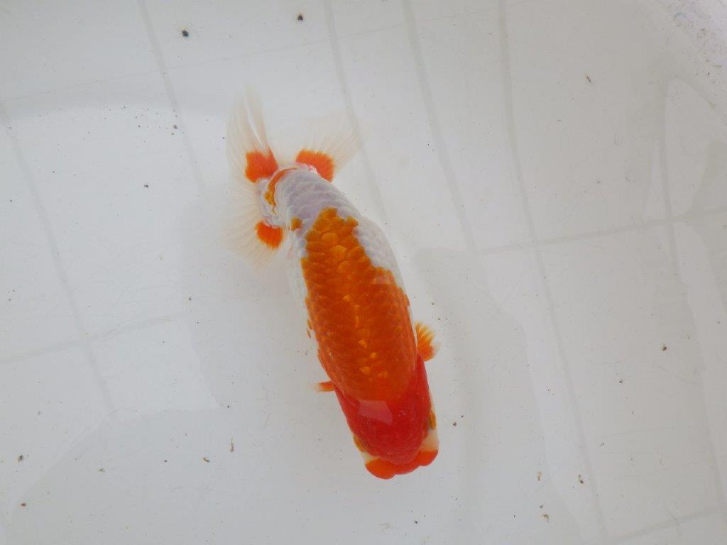 【 愛知超優良系統様】色艶が良く背も綺麗で映える当歳らんちゅう 約15㎝ オス?