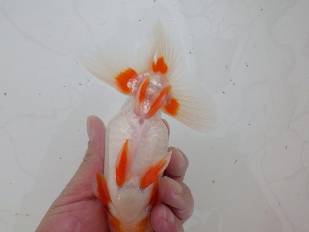 【 愛知超優良系統様】色艶が良く背も綺麗で映える当歳らんちゅう 約15㎝ オス?