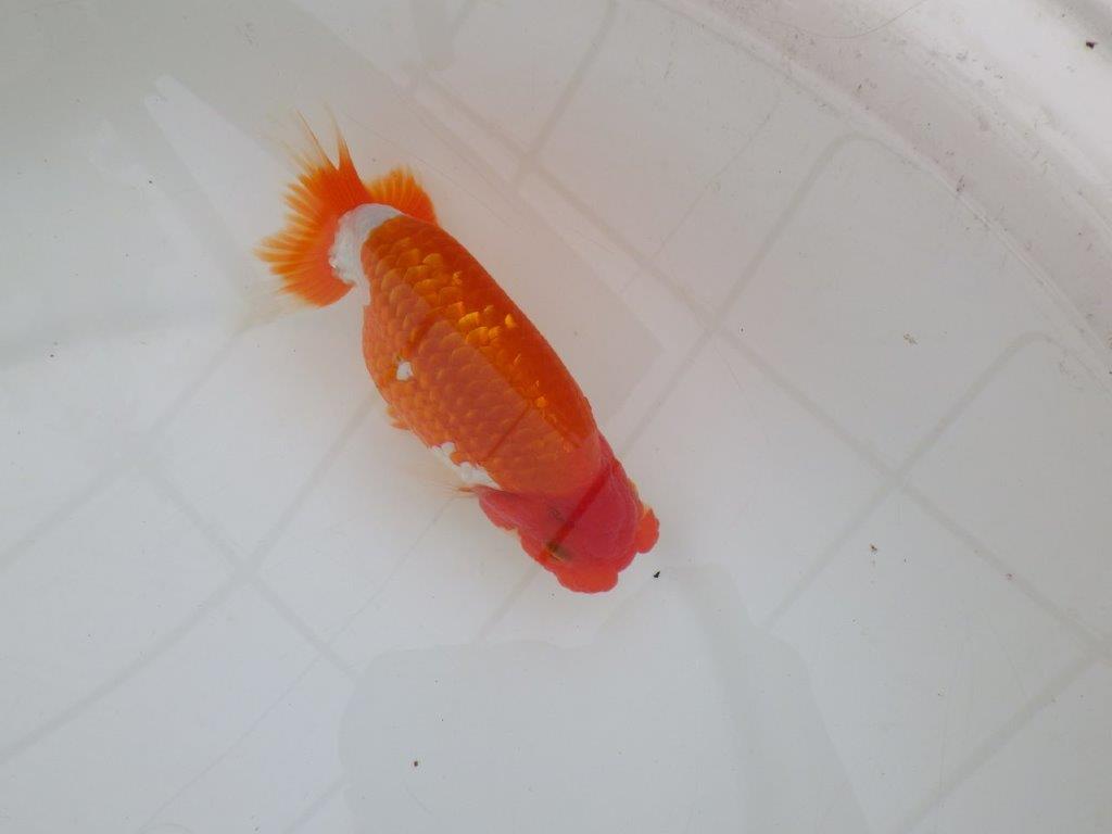 【 上位入賞独占ブリーダー】ご鑑賞おすすめ 当歳らんちゅう 東大関系統 約15㎝ オス?