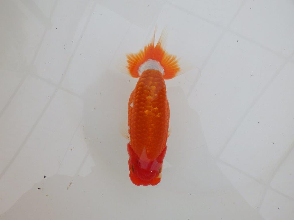 【 上位入賞独占ブリーダー】ご鑑賞おすすめ 当歳らんちゅう 東大関系統 約15㎝ オス?