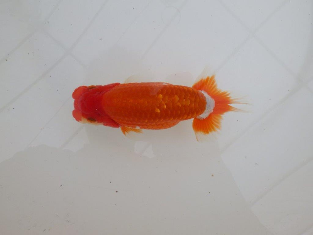 【 上位入賞独占ブリーダー】ご鑑賞おすすめ 当歳らんちゅう 東大関系統 約15㎝ オス?