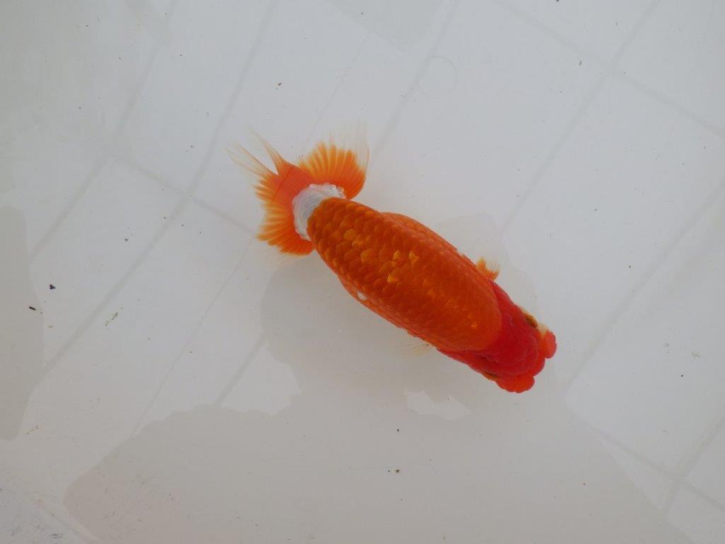 【 上位入賞独占ブリーダー】ご鑑賞おすすめ 当歳らんちゅう 東大関系統 約15㎝ オス?