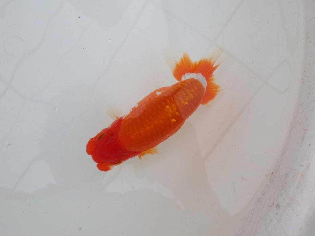 【 上位入賞独占ブリーダー】ご鑑賞おすすめ 当歳らんちゅう 東大関系統 約15㎝ オス?