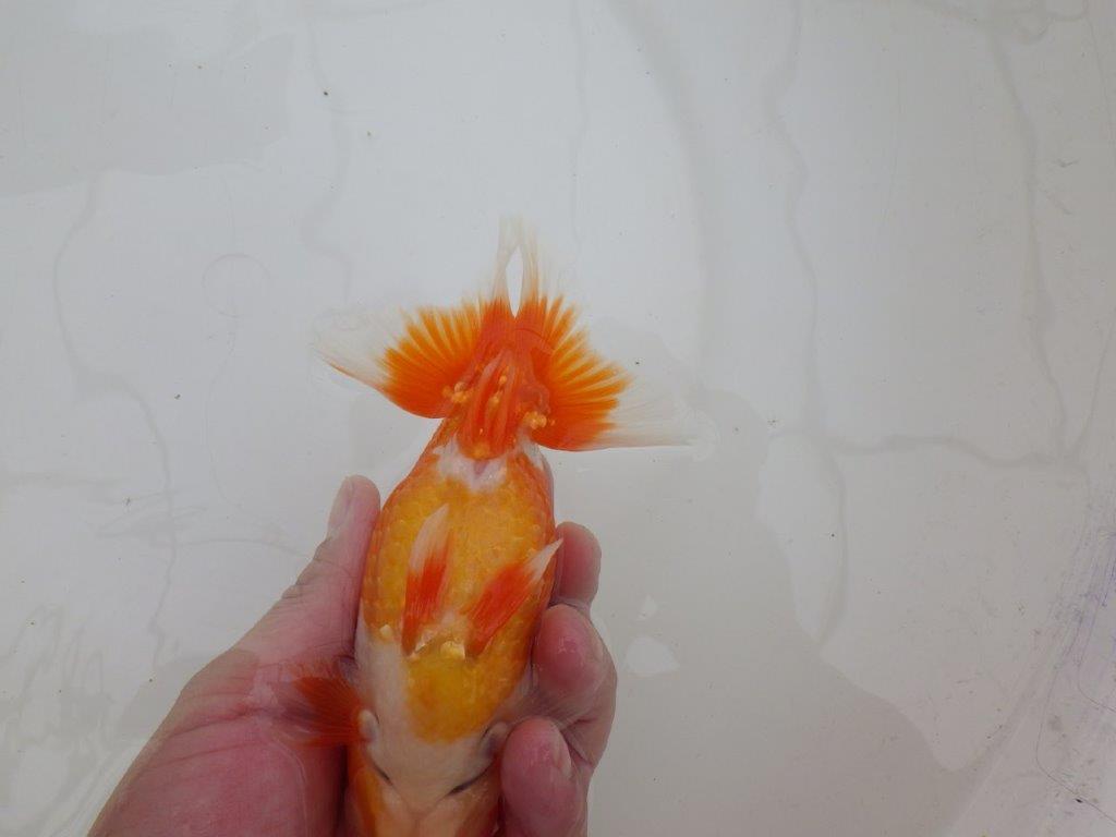 【 上位入賞独占ブリーダー】ご鑑賞おすすめ 当歳らんちゅう 東大関系統 約15㎝ オス?