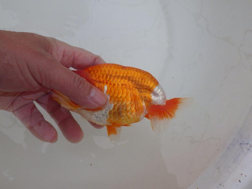 【 上位入賞独占ブリーダー】ご鑑賞おすすめ 当歳らんちゅう 東大関系統 約15㎝ オス?