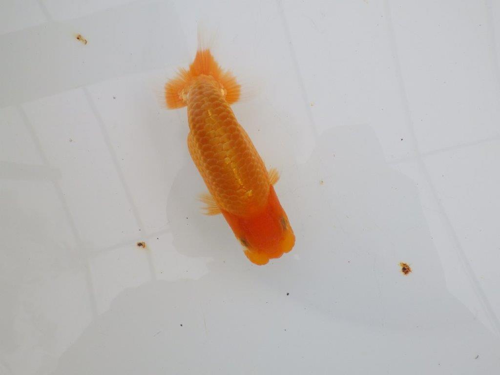 【 全国大会西大関獲得ブリーダー】頭も良く背も綺麗　当歳らんちゅう　西大関系統　約12,5㎝  オス？の上身