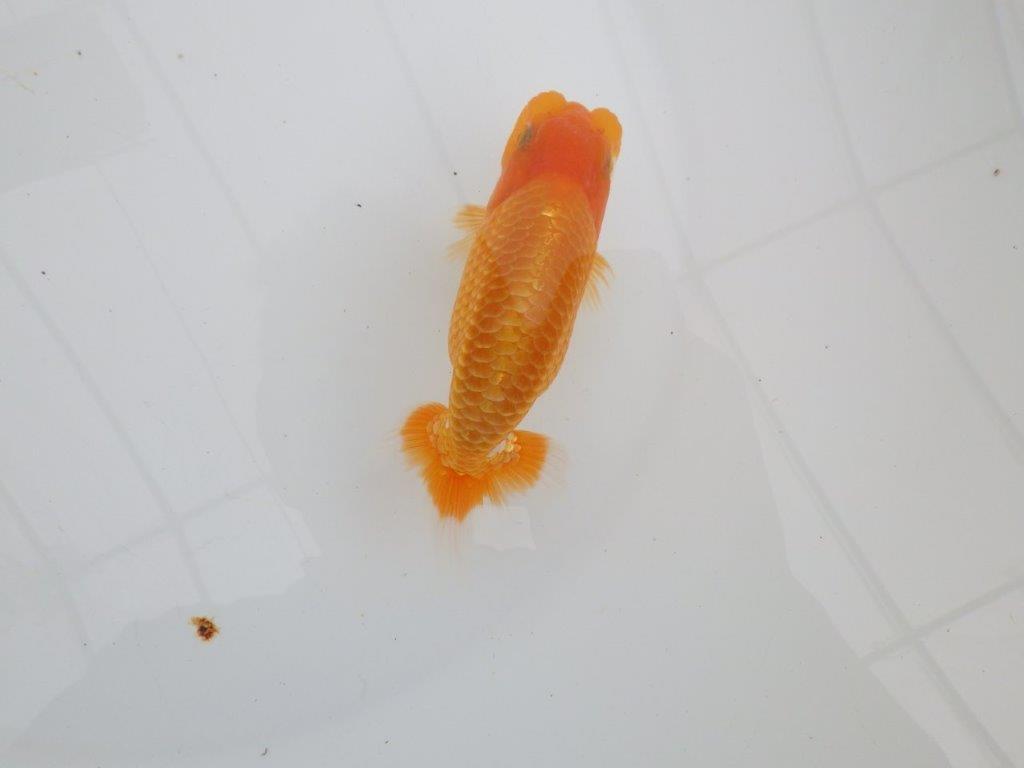 【 全国大会西大関獲得ブリーダー】頭も良く背も綺麗 当歳らんちゅう 西大関系統 約12,5㎝ オス?