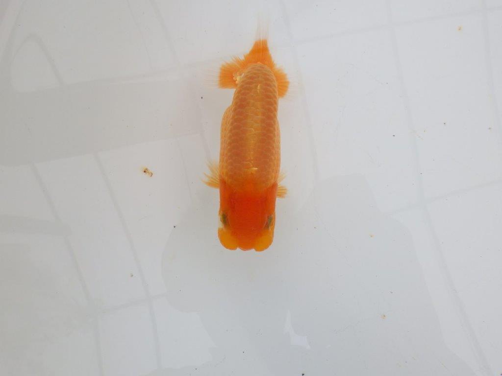 【 全国大会西大関獲得ブリーダー】頭も良く背も綺麗 当歳らんちゅう 西大関系統 約12,5㎝ オス?