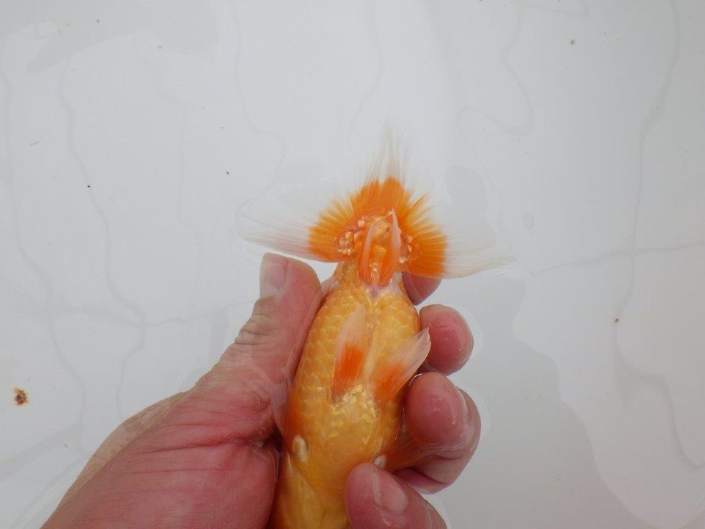 【 全国大会西大関獲得ブリーダー】頭も良く背も綺麗 当歳らんちゅう 西大関系統 約12,5㎝ オス?