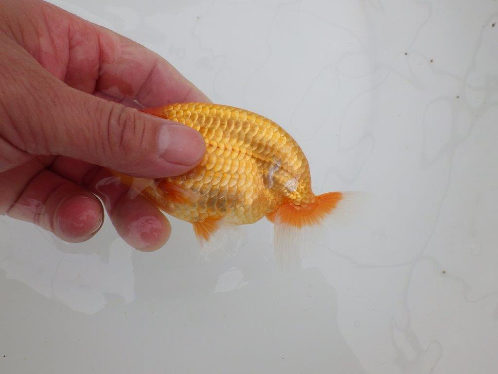 【 全国大会西大関獲得ブリーダー】頭も良く背も綺麗 当歳らんちゅう 西大関系統 約12,5㎝ オス?