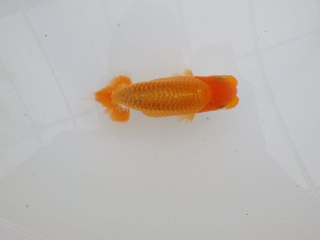 【 全国大会西大関獲得ブリーダー】頭も良く背も綺麗 当歳らんちゅう 西大関系統 約12,5㎝ オス?