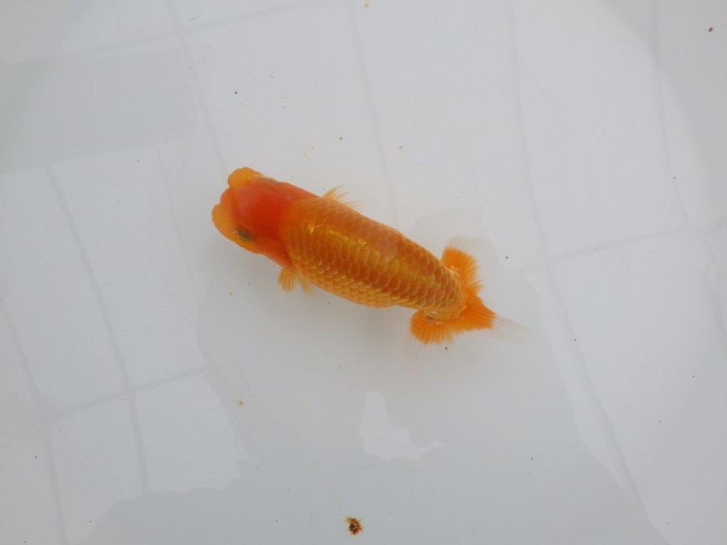 【 全国大会西大関獲得ブリーダー】頭も良く背も綺麗 当歳らんちゅう 西大関系統 約12,5㎝ オス?