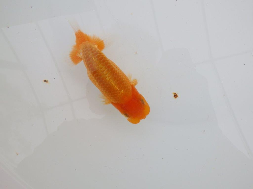 【 全国大会西大関獲得ブリーダー】頭も良く背も綺麗 当歳らんちゅう 西大関系統 約12,5㎝ オス?