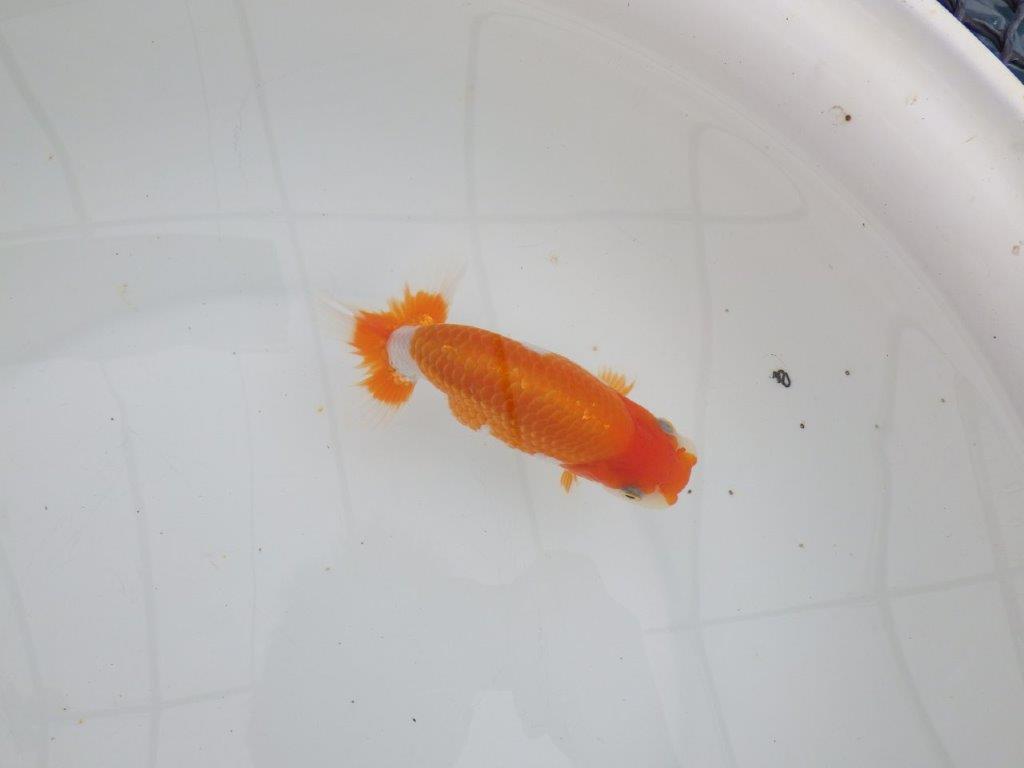 【 全国大会西大関獲得ブリーダー】種にもお勧めの上系統 当歳らんちゅう 西大関系統 約14㎝ メス?