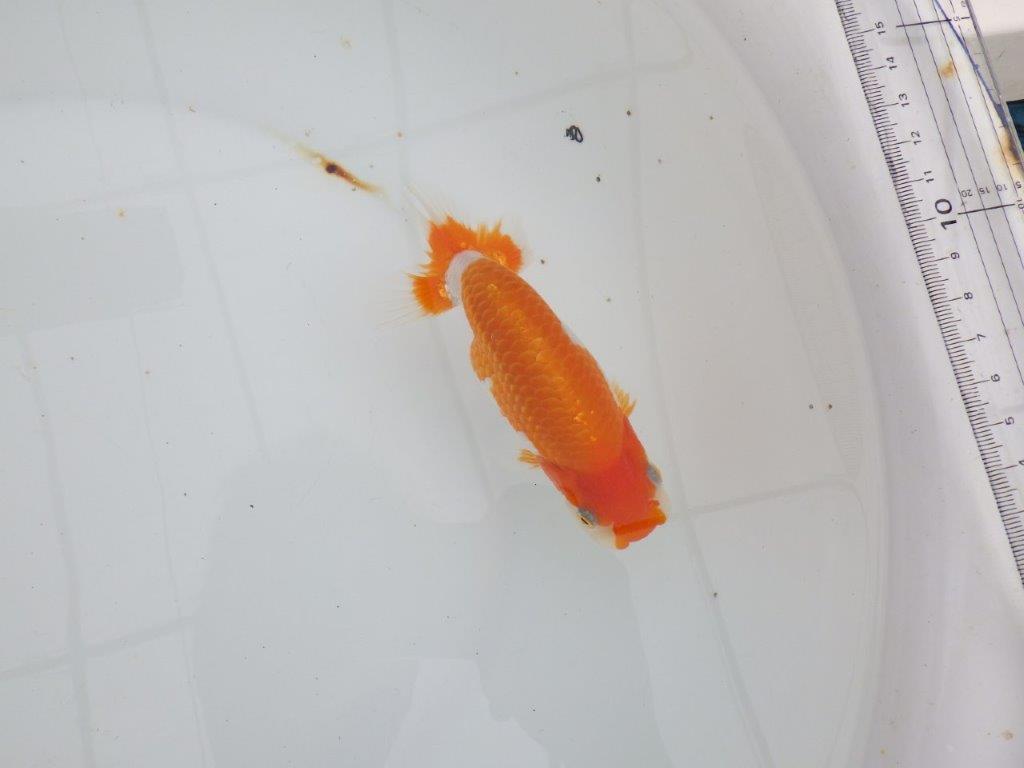 【 全国大会西大関獲得ブリーダー】種にもお勧めの上系統 当歳らんちゅう 西大関系統 約14㎝ メス?