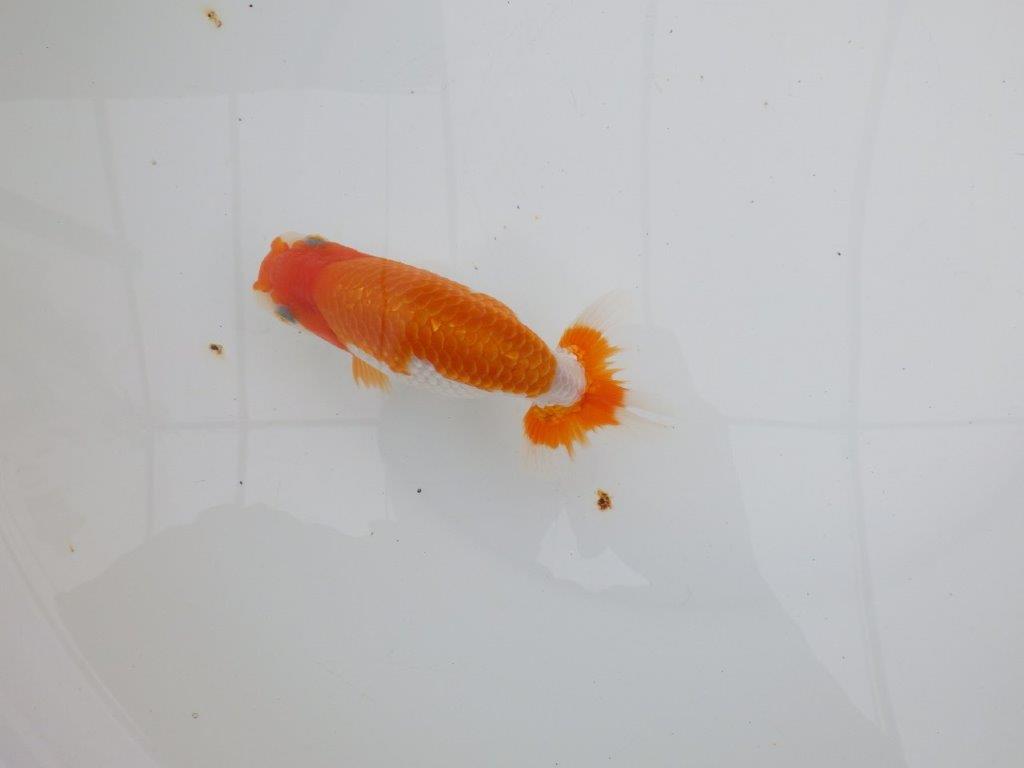 【 全国大会西大関獲得ブリーダー】種にもお勧めの上系統 当歳らんちゅう 西大関系統 約14㎝ メス?