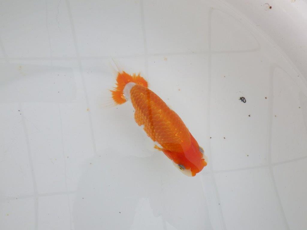 【 全国大会西大関獲得ブリーダー】種にもお勧めの上系統 当歳らんちゅう 西大関系統 約14㎝ メス?