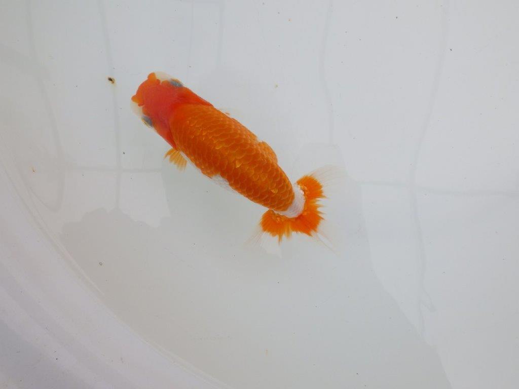 【 全国大会西大関獲得ブリーダー】種にもお勧めの上系統　当歳らんちゅう　西大関系統　約14㎝  メス？の上身