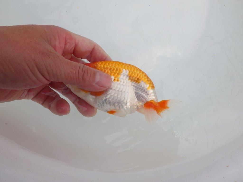 【 全国大会西大関獲得ブリーダー】種にもお勧めの上系統 当歳らんちゅう 西大関系統 約14㎝ メス?