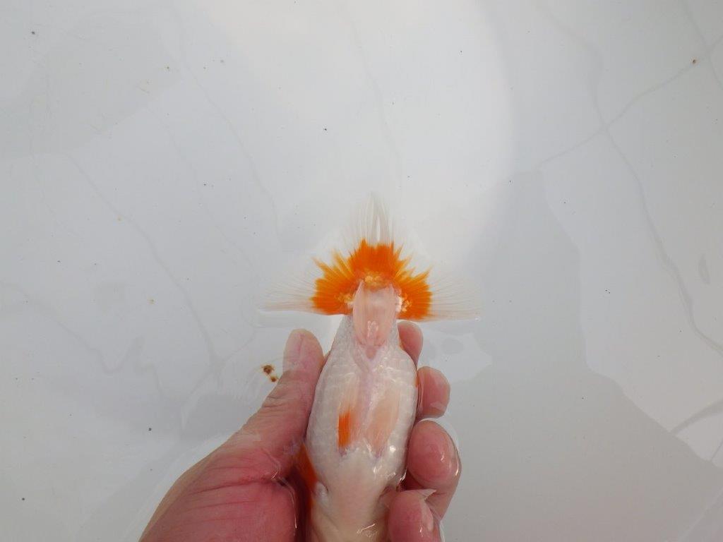 【 全国大会西大関獲得ブリーダー】種にもお勧めの上系統 当歳らんちゅう 西大関系統 約14㎝ メス?