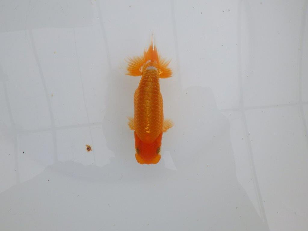 【 全国大会西大関獲得ブリーダー】尾張りが良く上見も横見も◎ 当歳らんちゅう 西大関系統 約12㎝ オス?