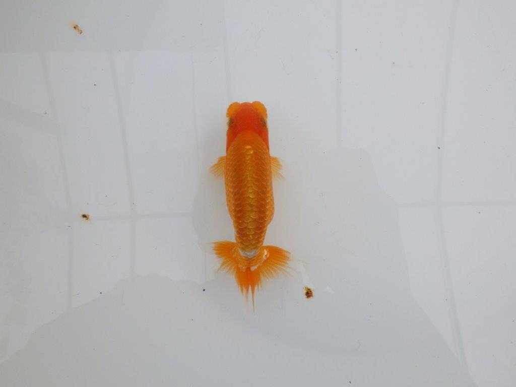 【 全国大会西大関獲得ブリーダー】尾張りが良く上見も横見も◎ 当歳らんちゅう 西大関系統 約12㎝ オス?