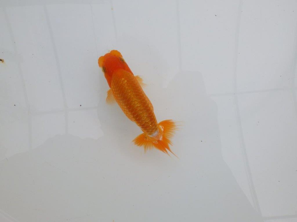 【 全国大会西大関獲得ブリーダー】尾張りが良く上見も横見も◎ 当歳らんちゅう 西大関系統 約12㎝ オス?