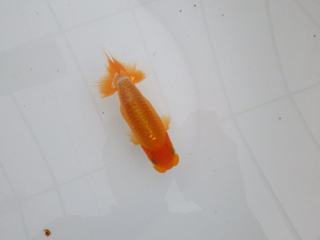 【 全国大会西大関獲得ブリーダー】尾張りが良く上見も横見も◎　当歳らんちゅう　西大関系統　約12㎝  オス？の上身