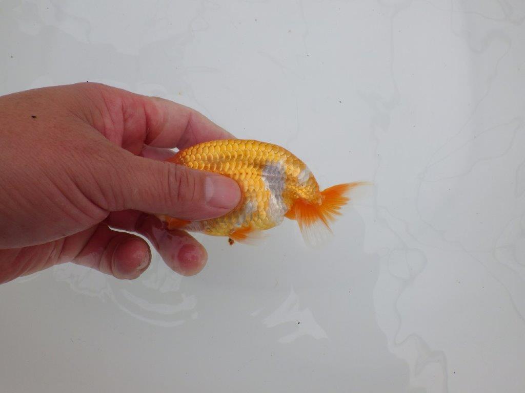 【 全国大会西大関獲得ブリーダー】尾張りが良く上見も横見も◎ 当歳らんちゅう 西大関系統 約12㎝ オス?