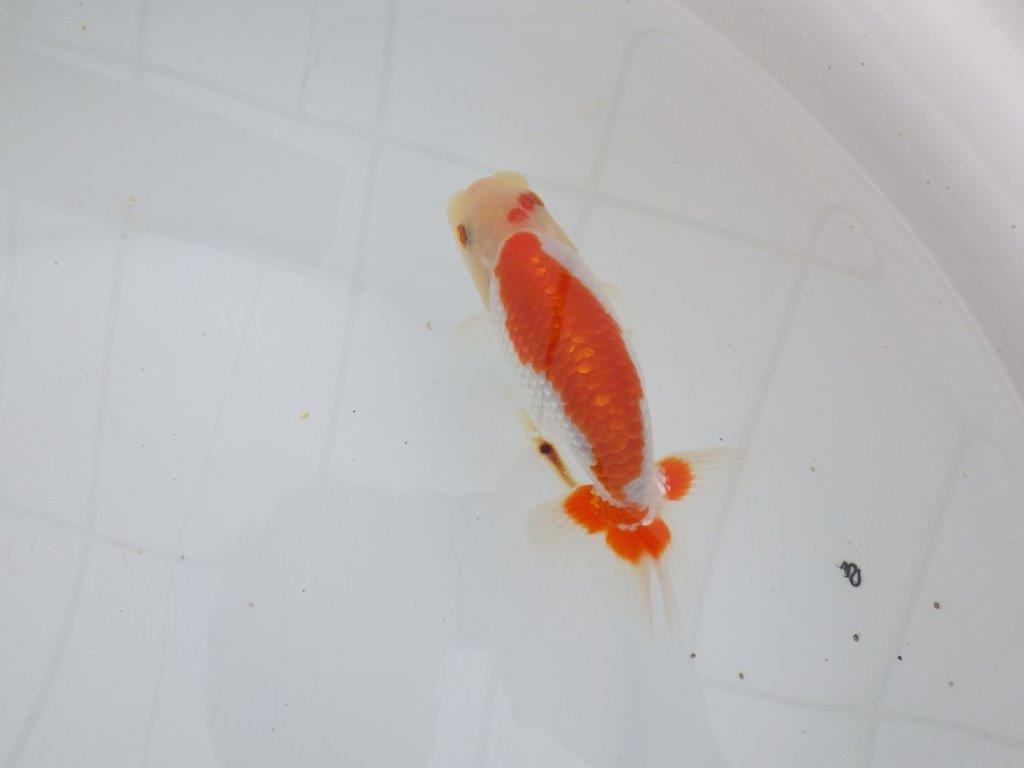 【 全国大会西大関獲得ブリーダー】インパクトのある綺麗な更紗　当歳らんちゅう　西大関系統　約13㎝  オス？の上身