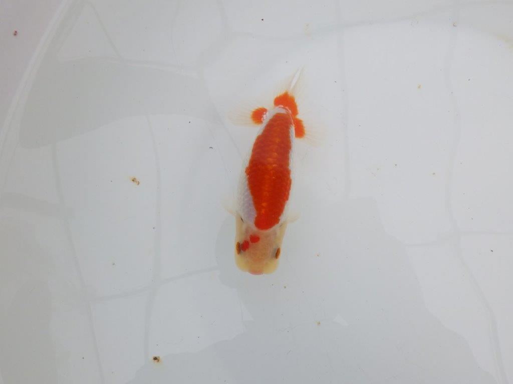 【 全国大会西大関獲得ブリーダー】インパクトのある綺麗な更紗 当歳らんちゅう 西大関系統 約13㎝ オス?