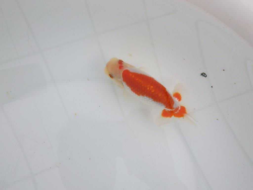 【 全国大会西大関獲得ブリーダー】インパクトのある綺麗な更紗 当歳らんちゅう 西大関系統 約13㎝ オス?