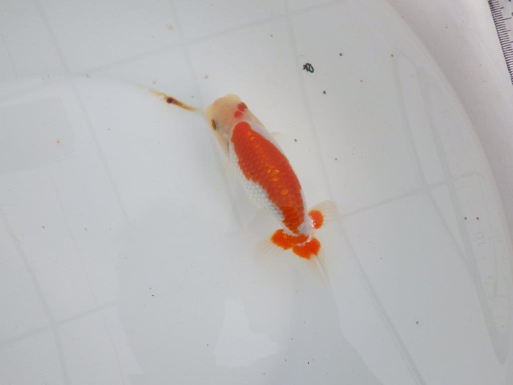 【 全国大会西大関獲得ブリーダー】インパクトのある綺麗な更紗 当歳らんちゅう 西大関系統 約13㎝ オス?