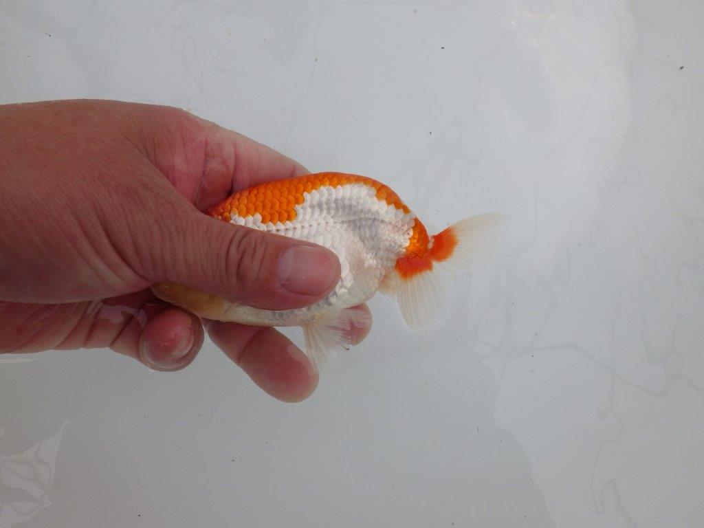 【 全国大会西大関獲得ブリーダー】インパクトのある綺麗な更紗 当歳らんちゅう 西大関系統 約13㎝ オス?