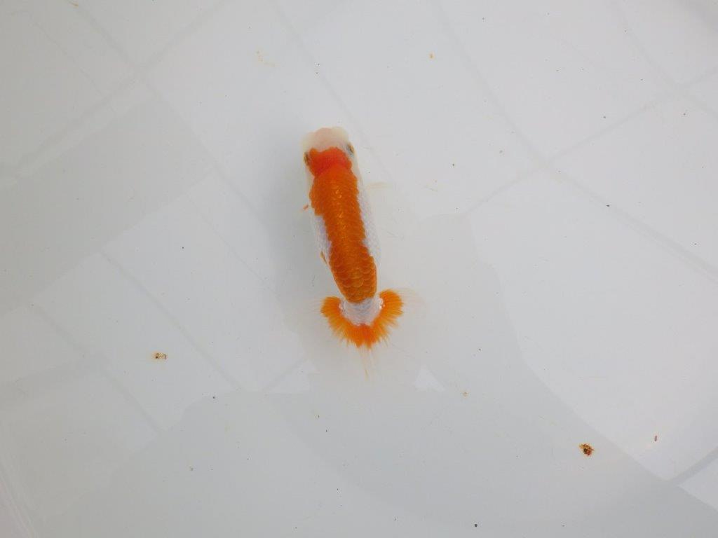 【 全国大会西大関獲得ブリーダー】目指せサイズアップ! 当歳らんちゅう 西大関系統 約12㎝ オス?