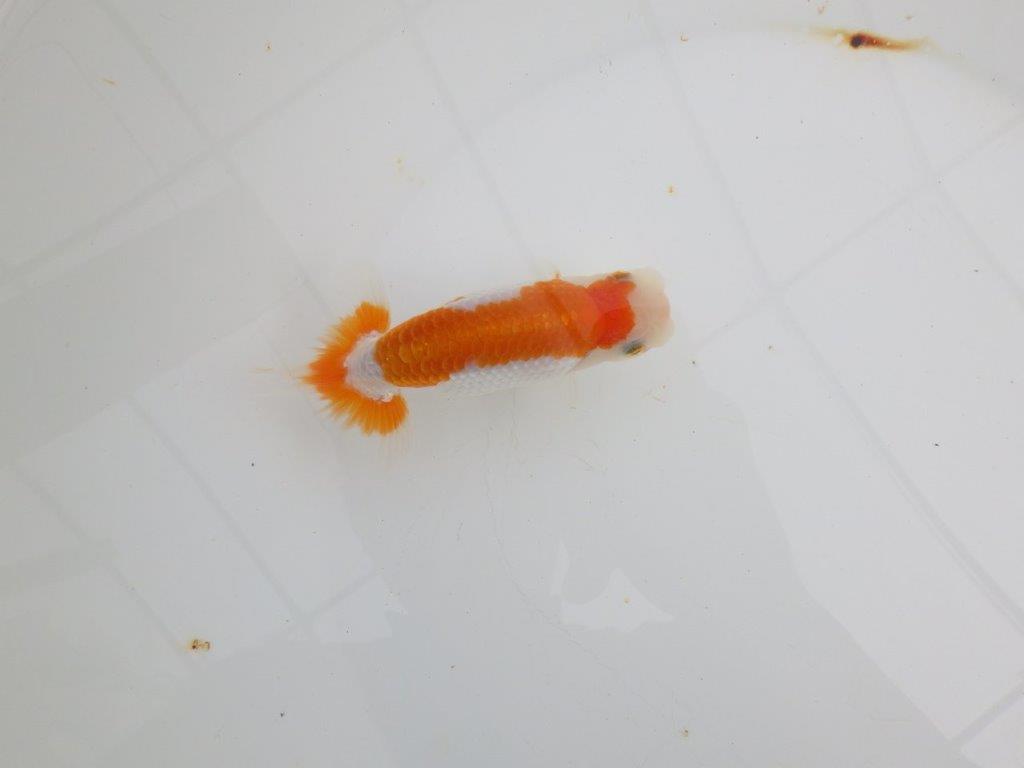 【 全国大会西大関獲得ブリーダー】目指せサイズアップ! 当歳らんちゅう 西大関系統 約12㎝ オス?