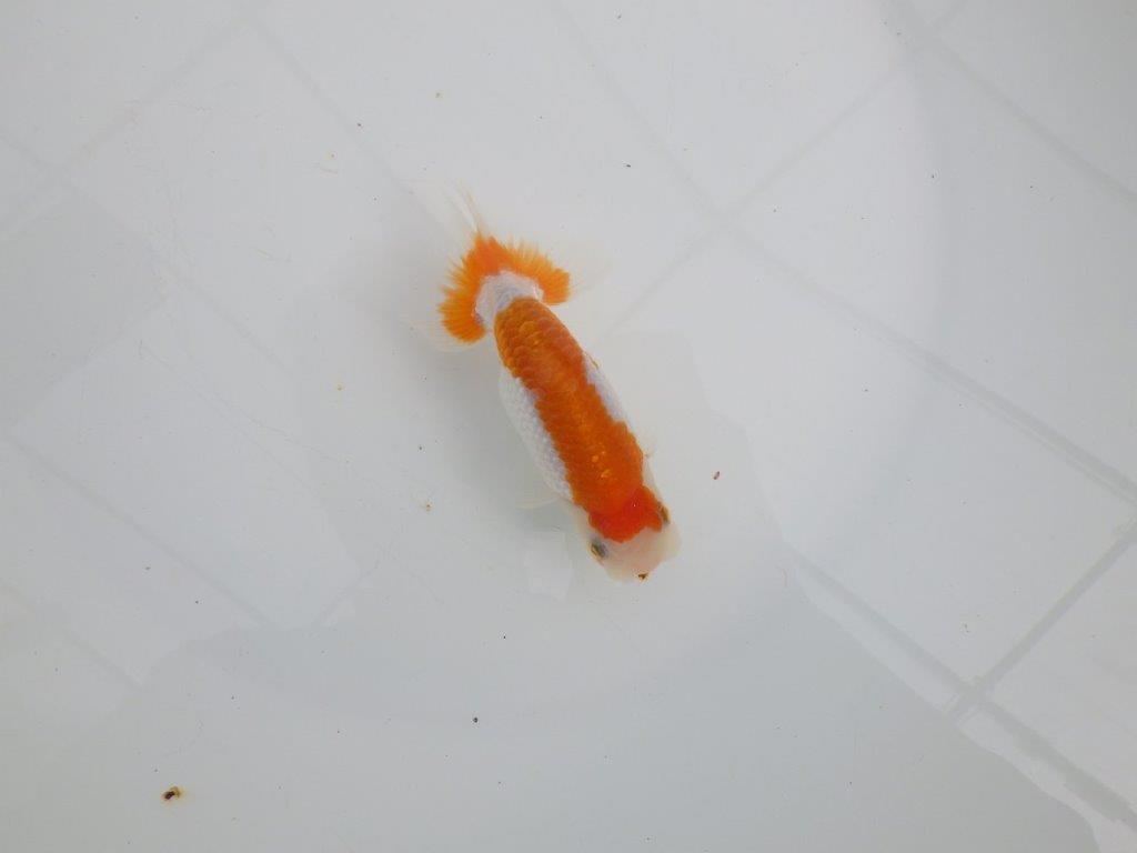 【 全国大会西大関獲得ブリーダー】目指せサイズアップ! 当歳らんちゅう 西大関系統 約12㎝ オス?