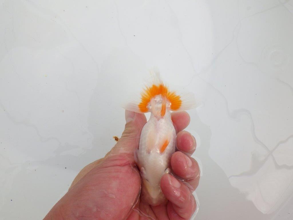 【 全国大会西大関獲得ブリーダー】目指せサイズアップ! 当歳らんちゅう 西大関系統 約12㎝ オス?