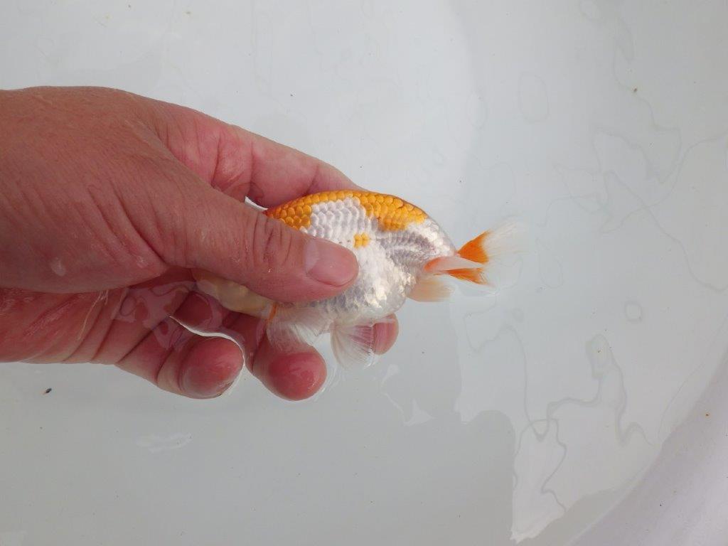 【 全国大会西大関獲得ブリーダー】目指せサイズアップ! 当歳らんちゅう 西大関系統 約12㎝ オス?