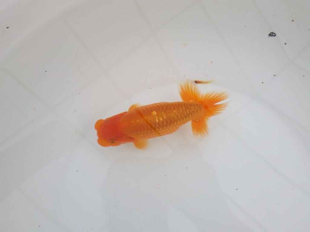 【 全国大会西大関獲得ブリーダー】飼い込みお勧め 当歳らんちゅう 西大関系統 約14,5㎝ オス?