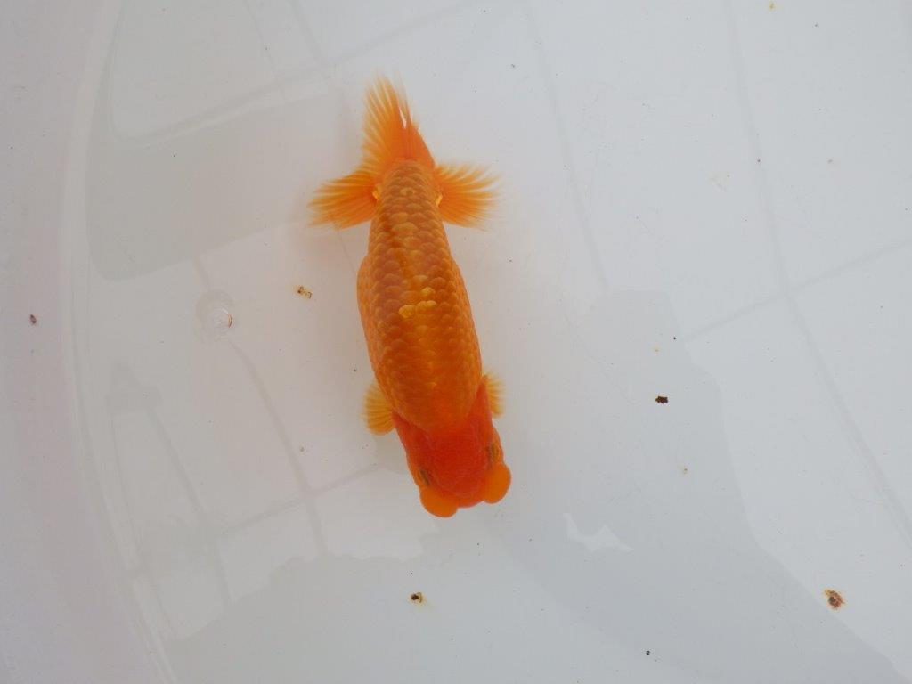 【 全国大会西大関獲得ブリーダー】飼い込みお勧め 当歳らんちゅう 西大関系統 約14,5㎝ オス?