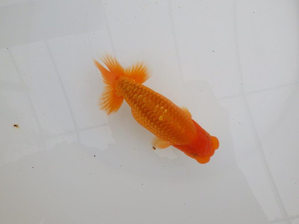 【 全国大会西大関獲得ブリーダー】飼い込みお勧め 当歳らんちゅう 西大関系統 約14,5㎝ オス?