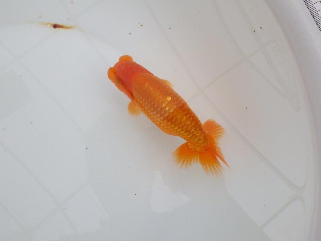 【 全国大会西大関獲得ブリーダー】飼い込みお勧め 当歳らんちゅう 西大関系統 約14,5㎝ オス?