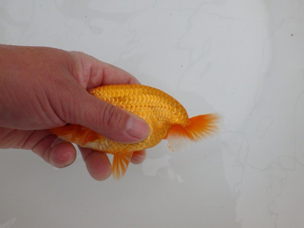 【 全国大会西大関獲得ブリーダー】飼い込みお勧め 当歳らんちゅう 西大関系統 約14,5㎝ オス?