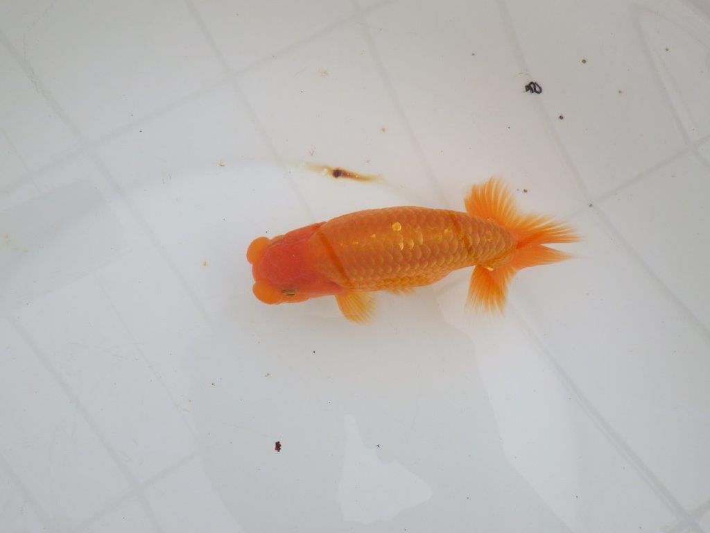 【 全国大会西大関獲得ブリーダー】飼い込みお勧め 当歳らんちゅう 西大関系統 約14,5㎝ オス?