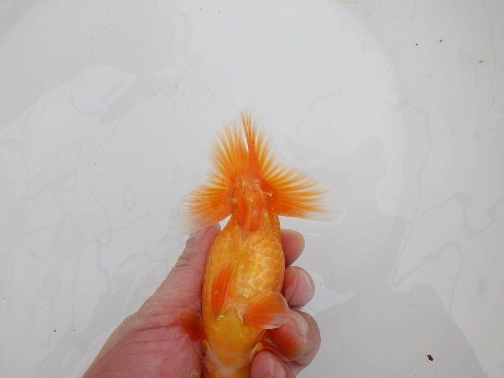 【 全国大会西大関獲得ブリーダー】飼い込みお勧め 当歳らんちゅう 西大関系統 約14,5㎝ オス?