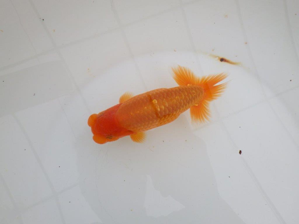 【 全国大会西大関獲得ブリーダー】飼い込みお勧め 当歳らんちゅう 西大関系統 約14,5㎝ オス?