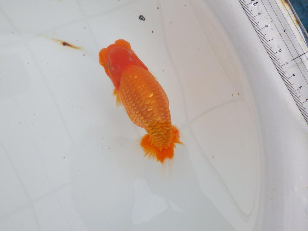 【 全国大会西大関獲得ブリーダー】二歳に向けて飼育! 当歳らんちゅう 西大関系統 約15㎝ オス?